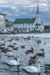 Swans, Geese and Church